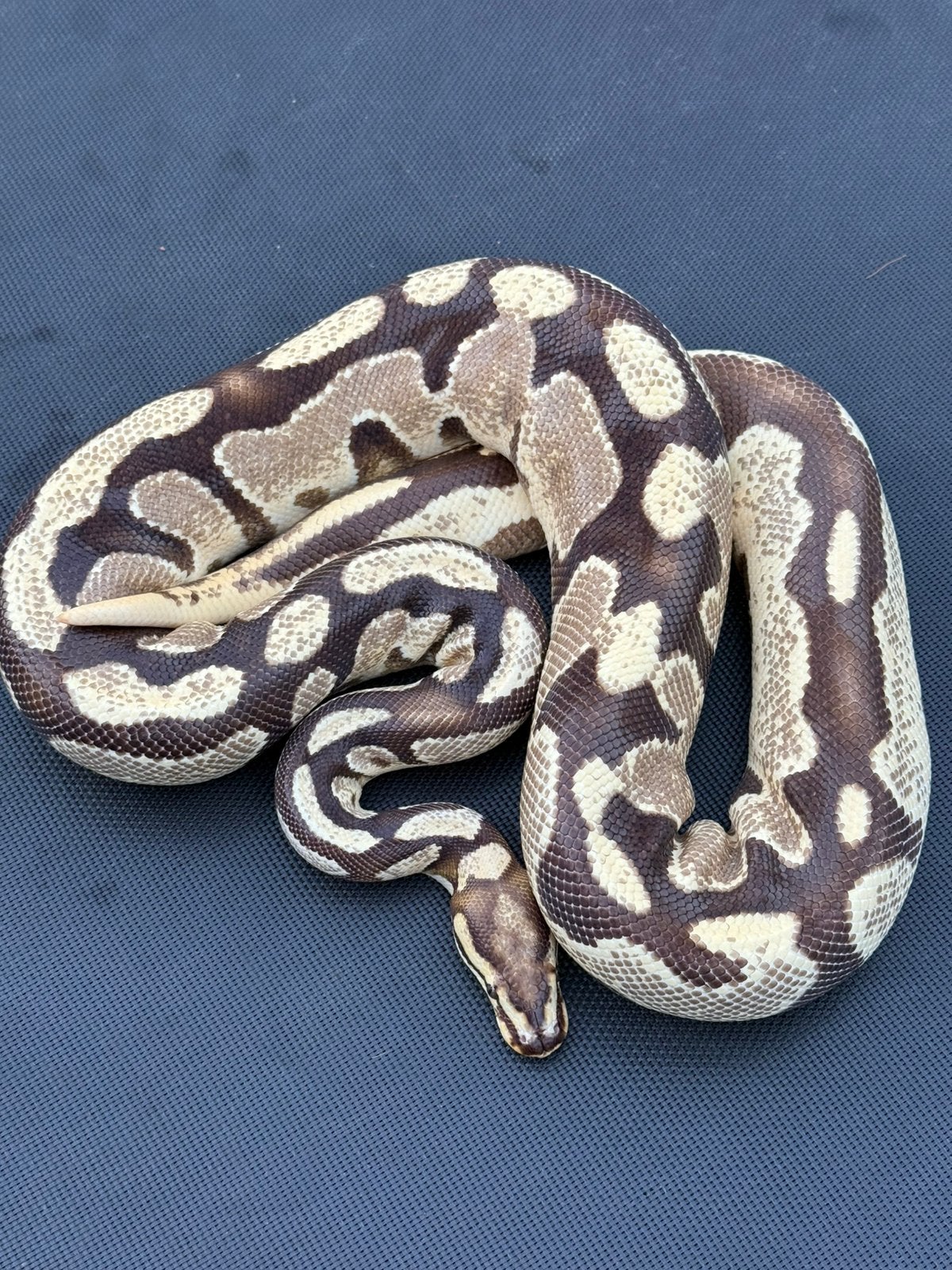 Ball pyrhon python Regius Ball Python photo 2