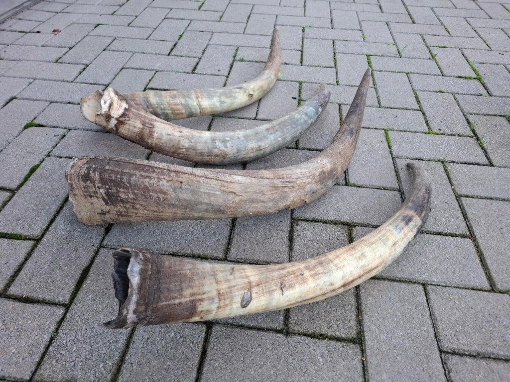 Longhorn 70cm., Ophalen, Gebruikt, 70 cm, Decoratieobject
