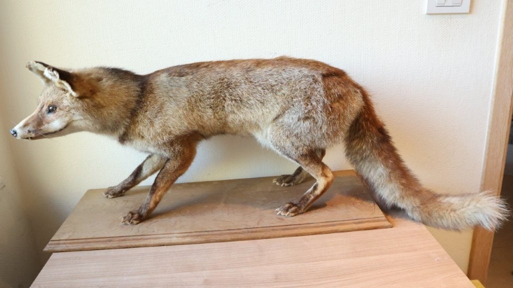 Taxidermie opgezette vos, Verzamelen, Ophalen, Gebruikt, Wild dier, Opgezet dier