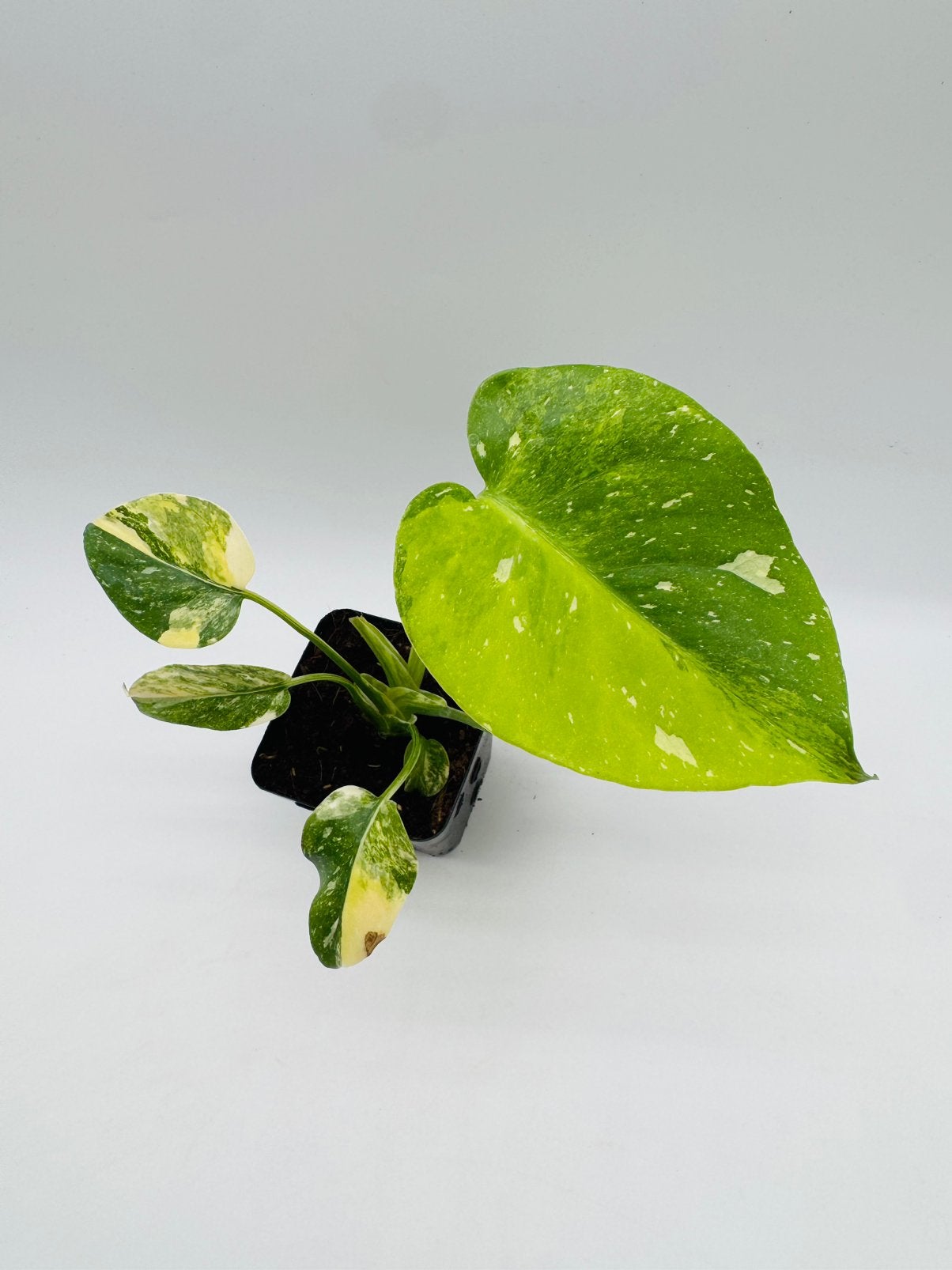 Monstera Thai Constellation Miracle Tricolor Variegata, Ophalen of Verzenden, Halfschaduw, Minder dan 100 cm
