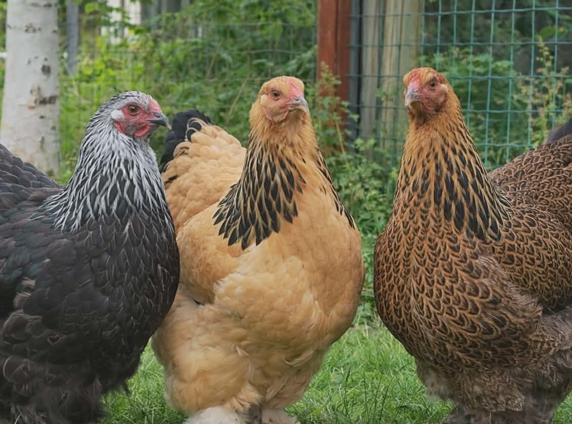 Brahma Groothoender Hennen te Koop
100% Hen Garantie, Dieren en Toebehoren, Pluimvee, Meerdere dieren, Kip