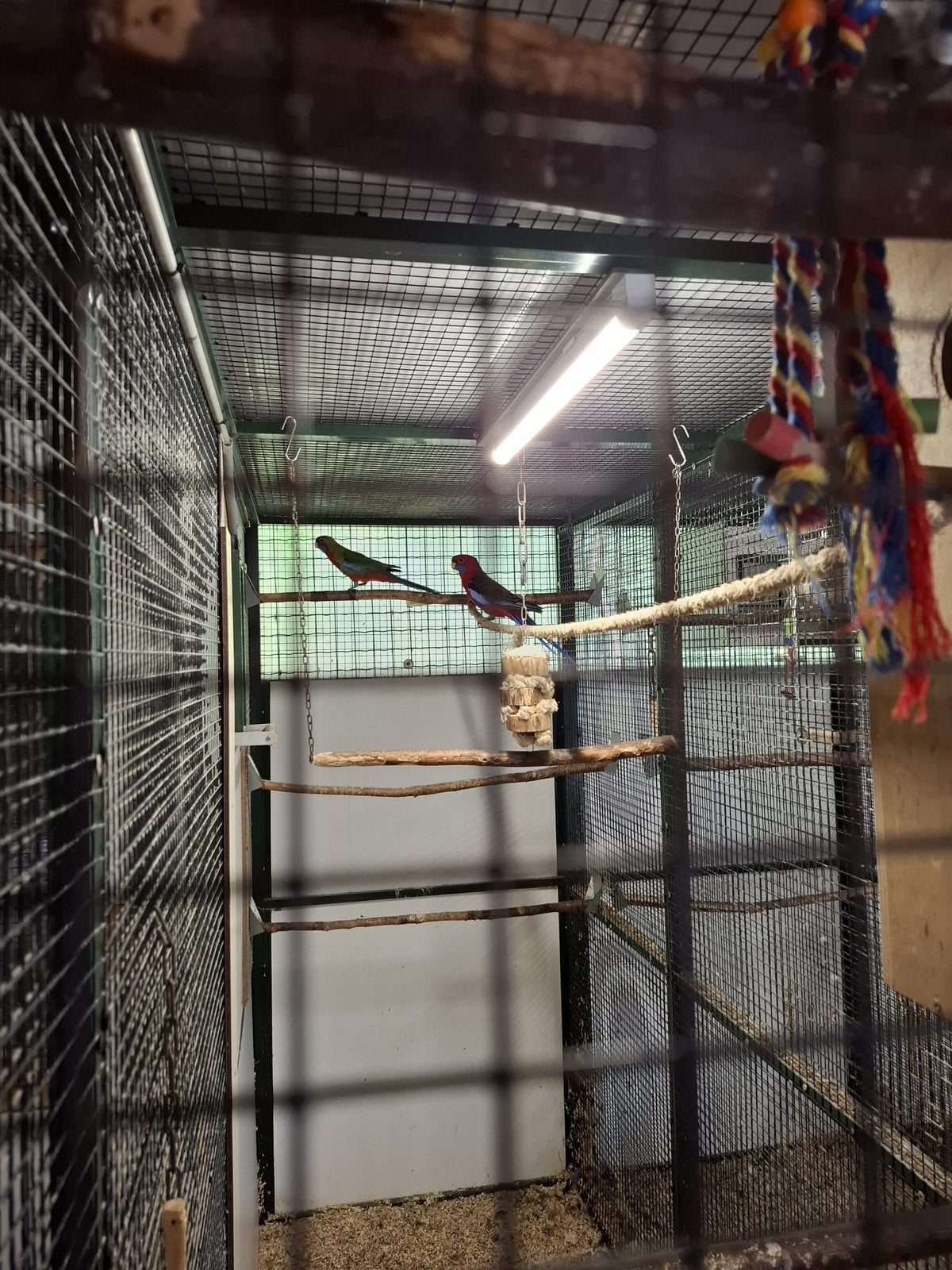 Penant rozella’s blauw/rood, Dieren en Toebehoren, Vogels | Parkieten en Papegaaien, Meerdere dieren, Parkiet