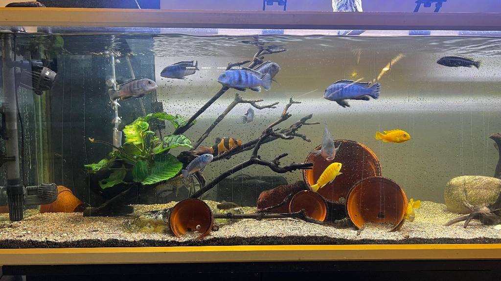 Visbestand, Dieren en Toebehoren, Vissen | Aquariumvissen, Vis, Zoetwatervis