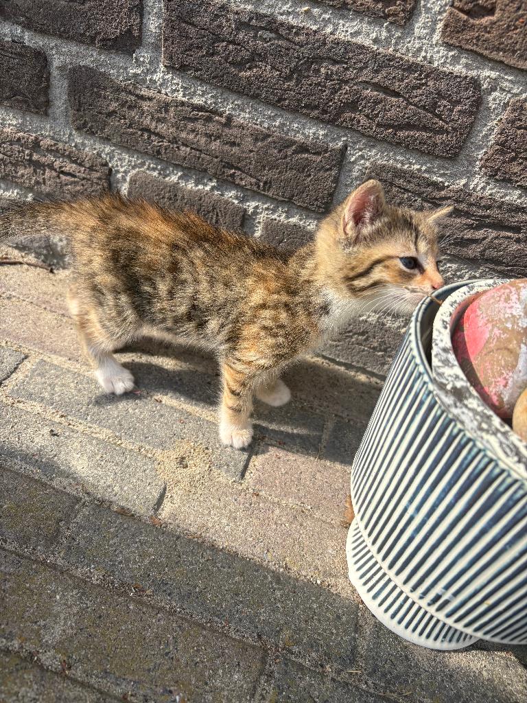 kittens, Poes, 0 tot 2 jaar