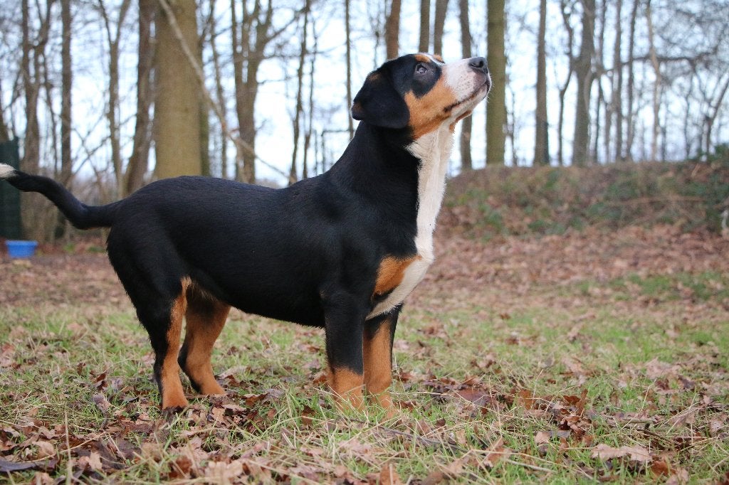 Entlebucher Sennenhond Crystal (Teefje, 2 jaar oud), Dieren en Toebehoren, 1 tot 2 jaar, Teef, Parvo, Eén hond