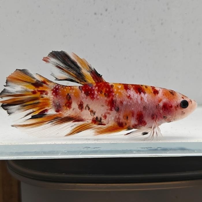 Betta splendens man 24, Vis