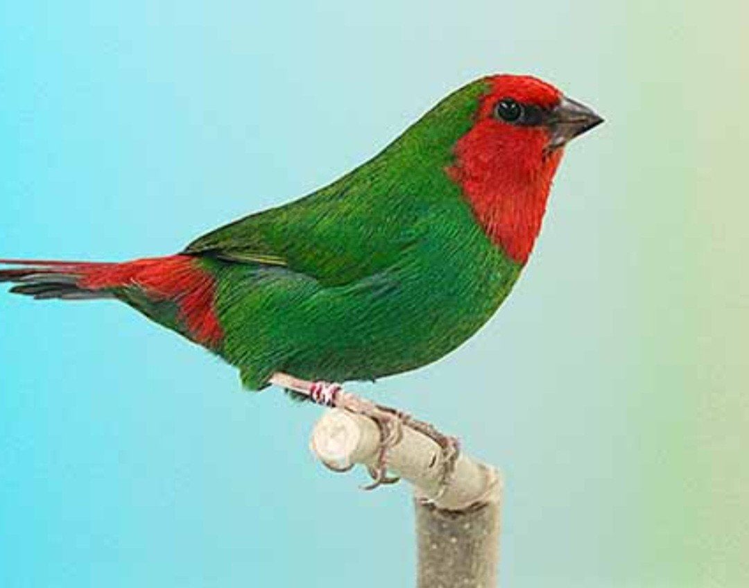 Koppel roodkoppapegaai amadine van '25,buitenvoliere, Dieren en Toebehoren, Vogels | Overige Vogels, Meerdere dieren