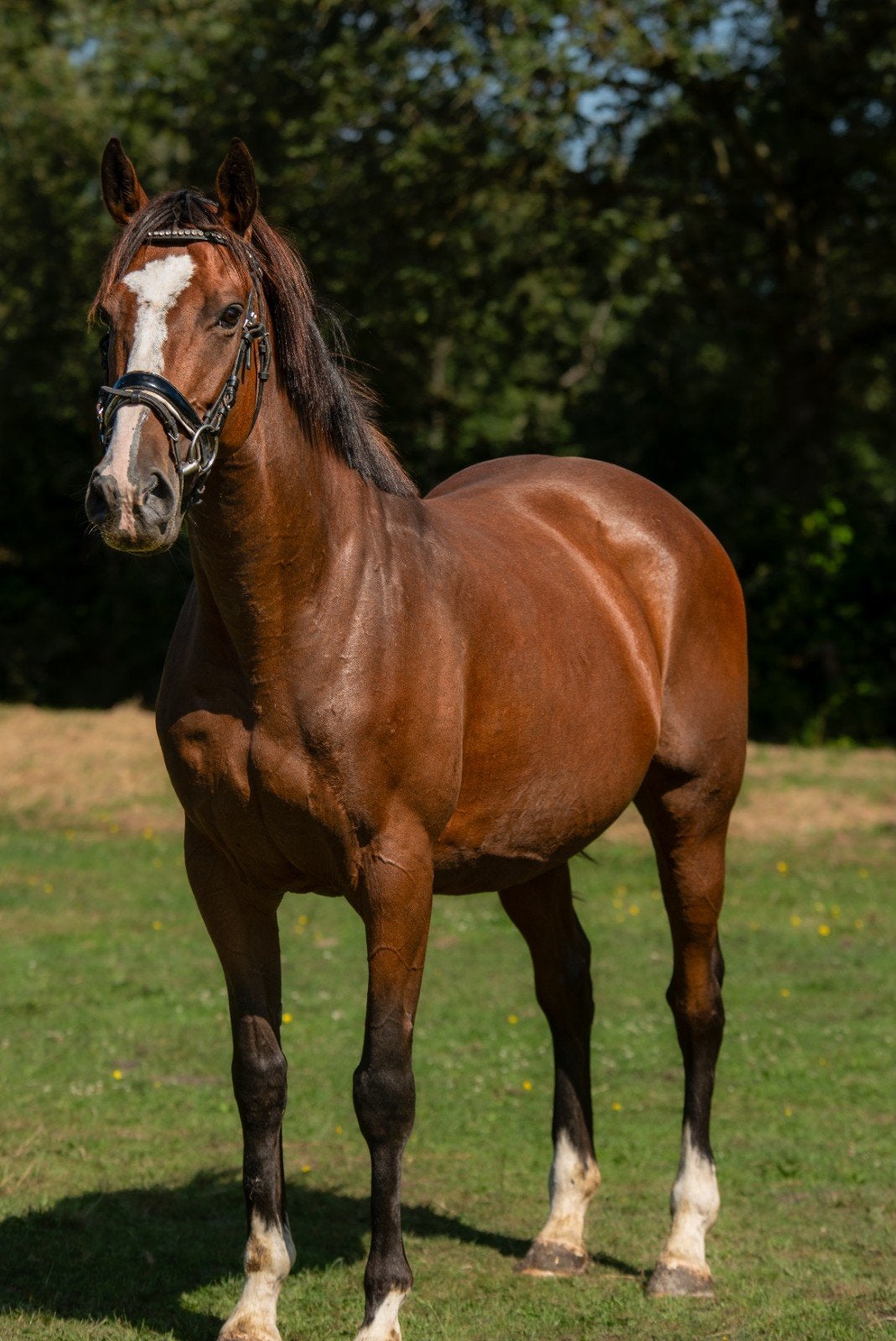 mooie bruine merrie en 4x wit, Dieren en Toebehoren, Met stamboom, Niet van toepassing, 7 tot 10 jaar, Recreatiepony