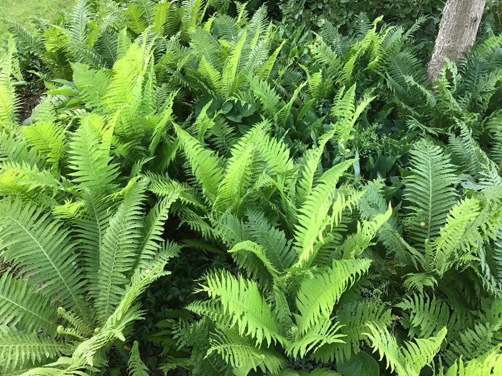 Varens voor tuin, Ophalen, Vaste plant, Varens, Bloeit niet