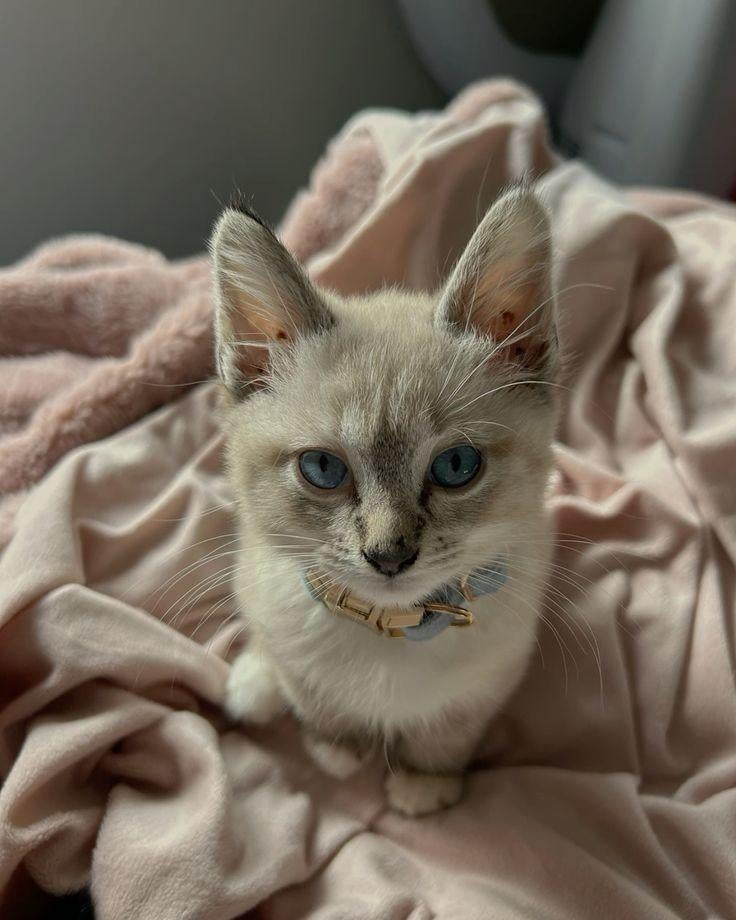 PER DIRECT: Lieve Lynx Point kitten, Poes, Kortharig, 0 tot 2 jaar