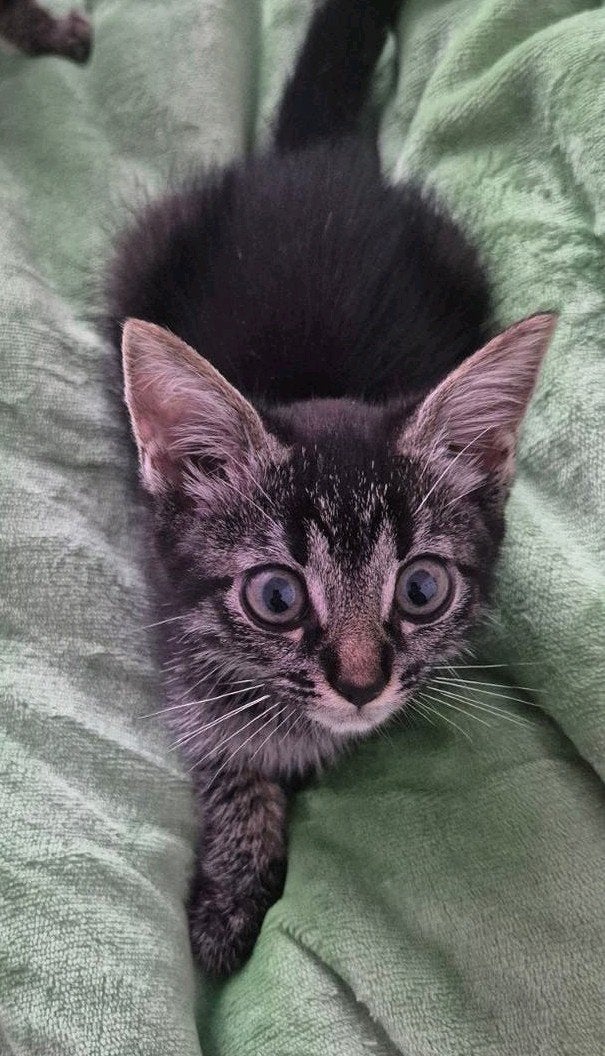 Laatste Bengaalse Kittens, Poes, Ontwormd, 0 tot 2 jaar