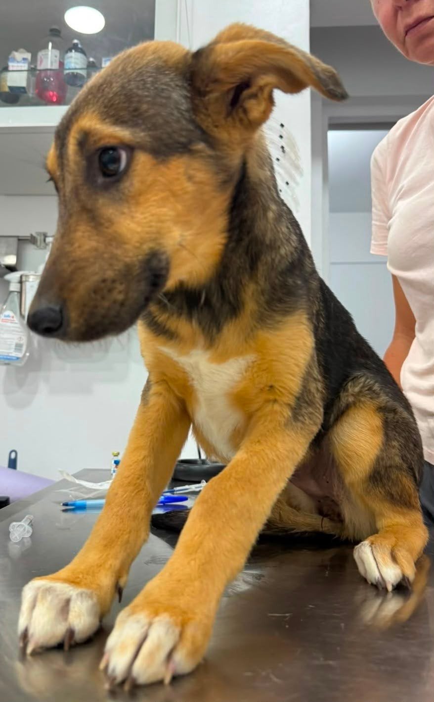 Kimy verblijft in Cyprus, Dieren en Toebehoren, Honden | Niet-rashonden, 15 weken tot 1 jaar, Handelaar, Buitenland, Teef