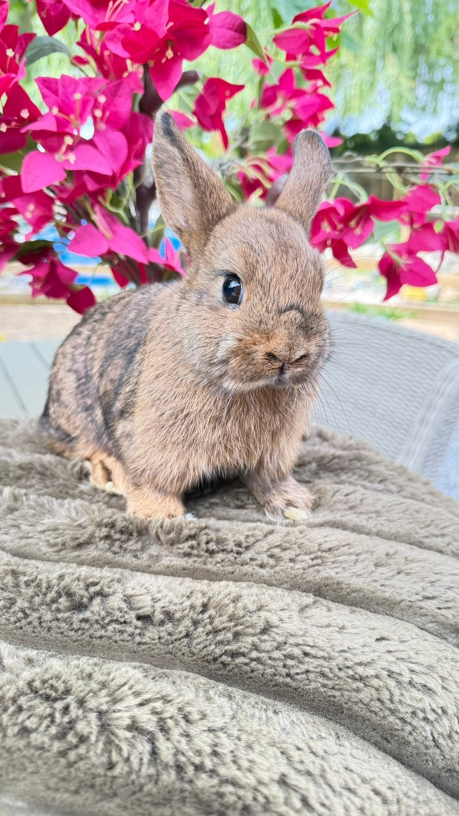 Deze lieverd mag verhuizen, ram, Dieren en Toebehoren, Konijnen, Meerdere dieren, Dwerg