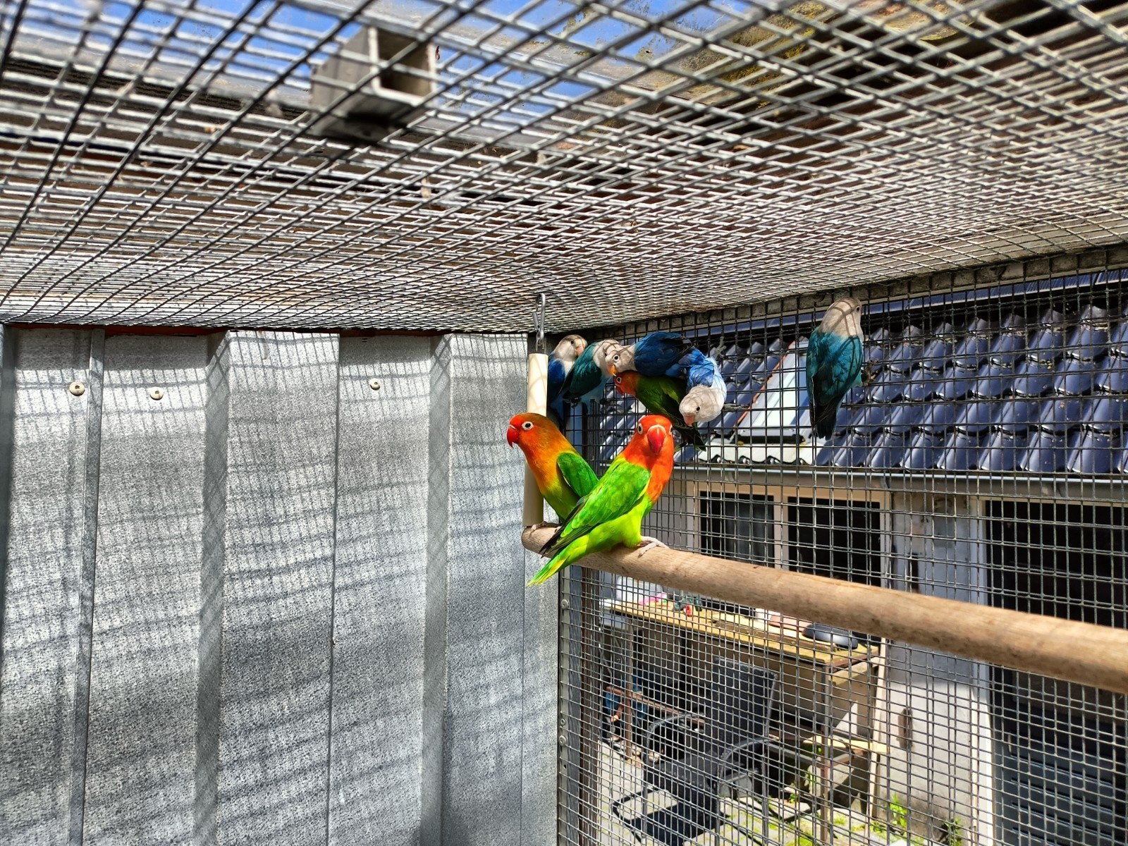 Agapornis Fischeri te koop, Dieren en Toebehoren, Meerdere dieren, Dwergpapegaai of Agapornis, Geringd