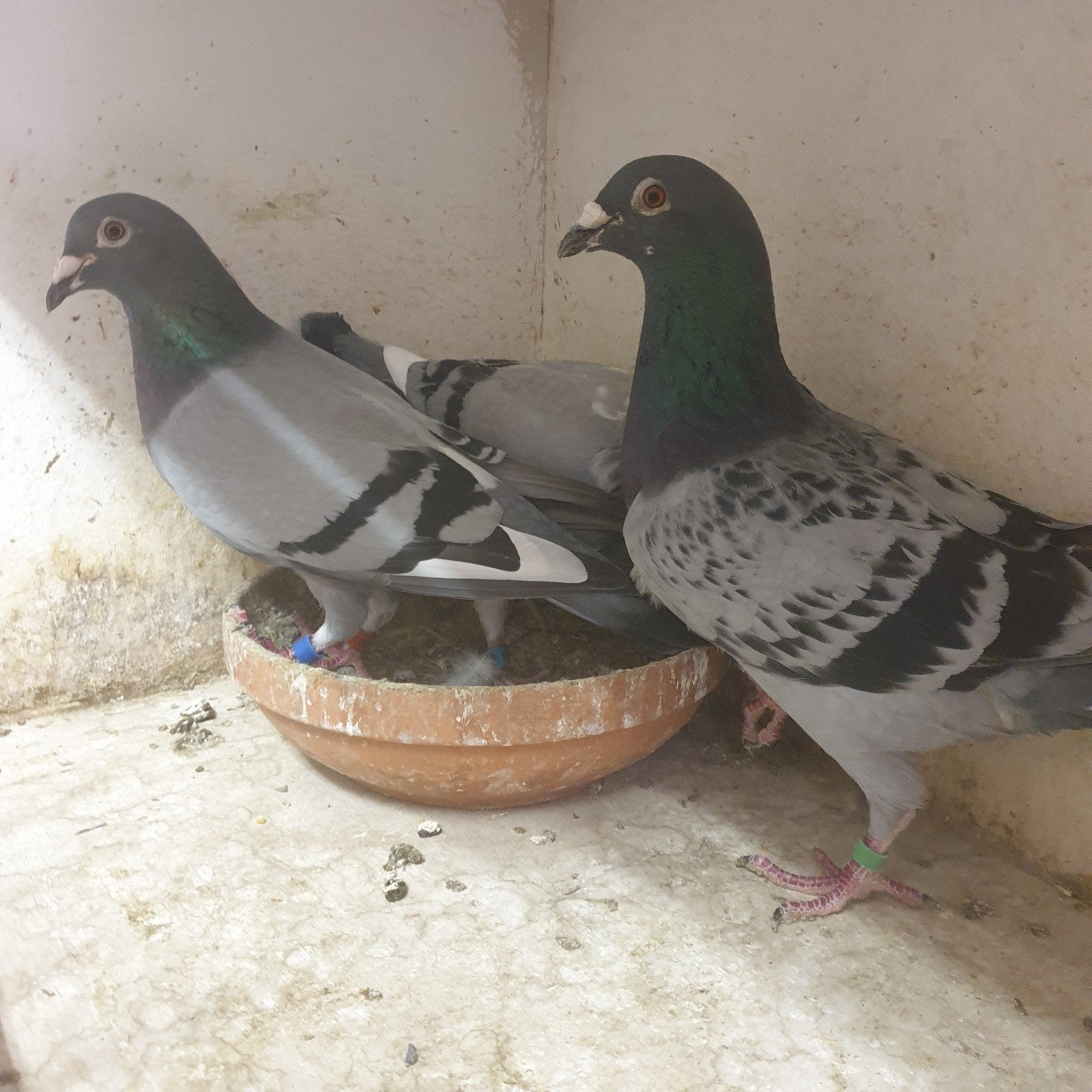 POSTDUIVEN  BEWEZEN KWEEK KOPPEL * WILFRED SEBENS *, Dieren en Toebehoren, Vogels | Duiven, Meerdere dieren, Postduif