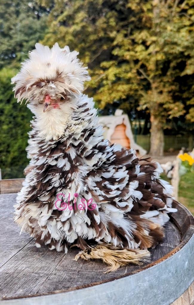 Broedeieren krul USA zijdehoenders mottled zijdehoen kippen, Dieren en Toebehoren, Pluimvee, Kip