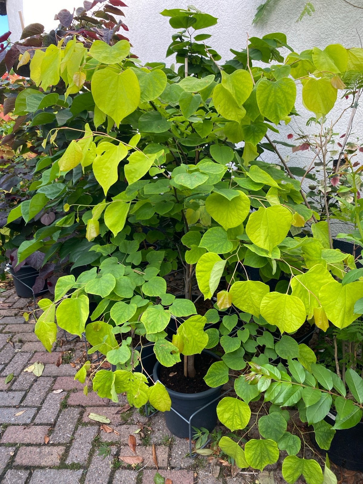 Cercis bomen in diverse soorten en maten, Tuin en Terras, Planten | Bomen, Overige soorten, Lente, 100 tot 250 cm, Ophalen