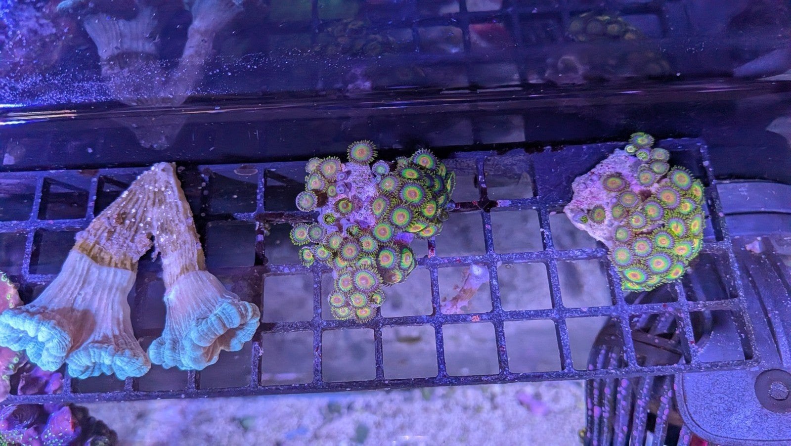 rasta zoanthus, Dieren en Toebehoren, Vissen | Aquariumvissen, Overige typen, Zoutwatervis