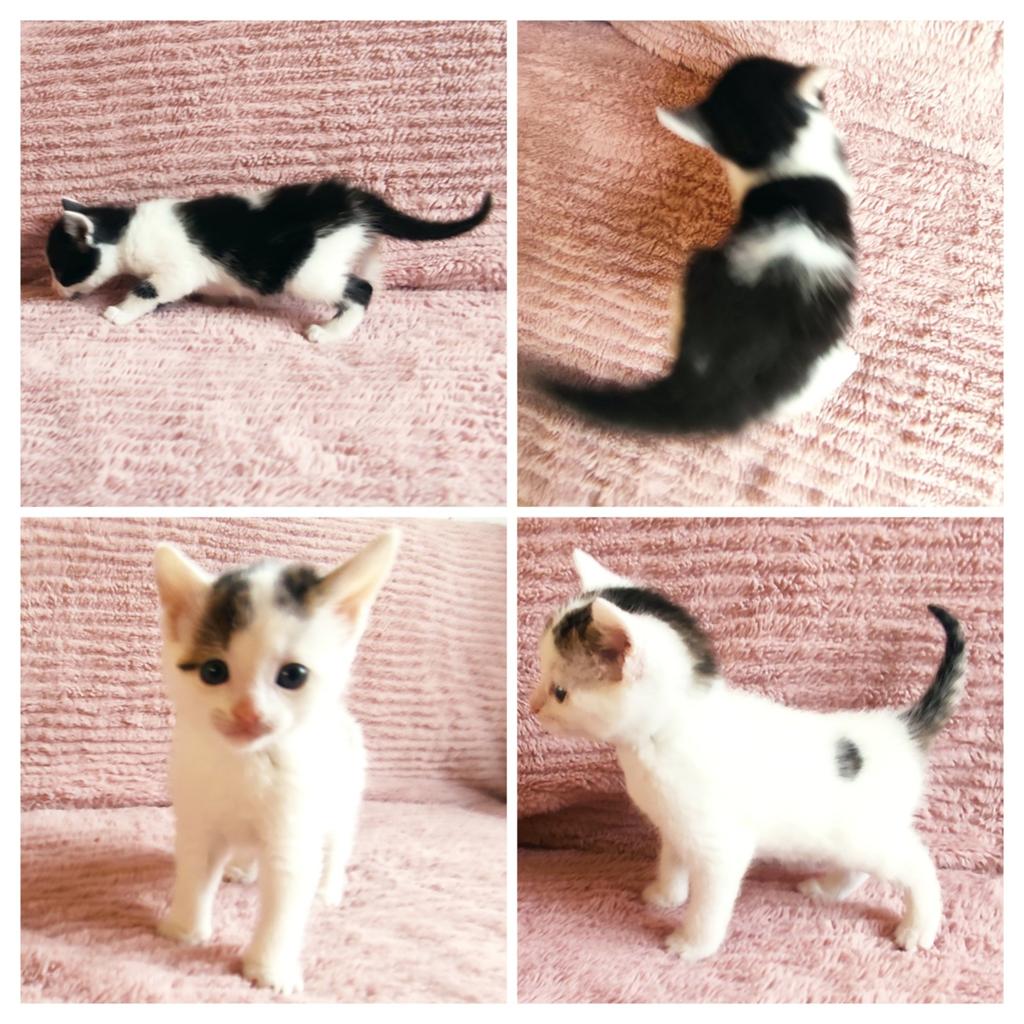 Kittens met unieke kleur patronen: met hartjes!🖤🤍, Dieren en Toebehoren, Meerdere dieren, Kortharig, 0 tot 2 jaar