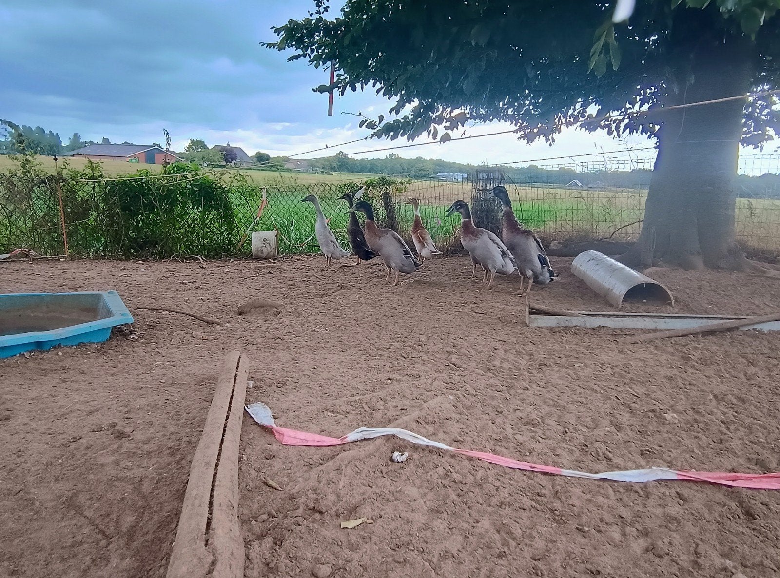 loopeend, Dieren en Toebehoren, Mannelijk, Eend