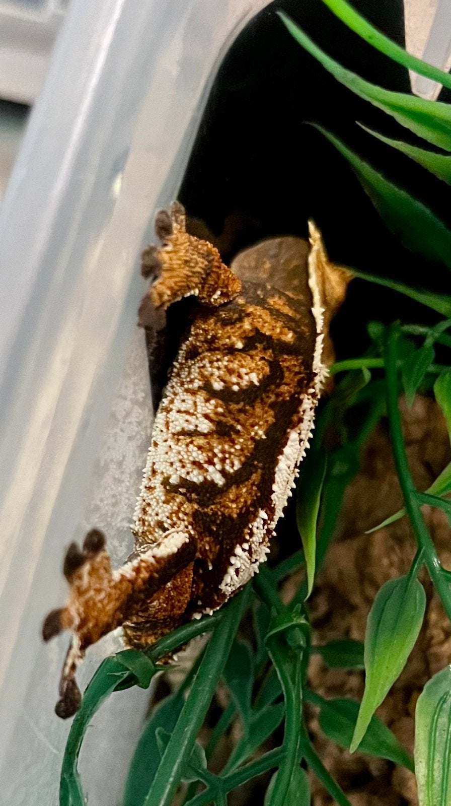 Extreem harlequin wimpergekko, ciliatus, Dieren en Toebehoren, Reptielen en Amfibieën, Hagedis, 0 tot 2 jaar