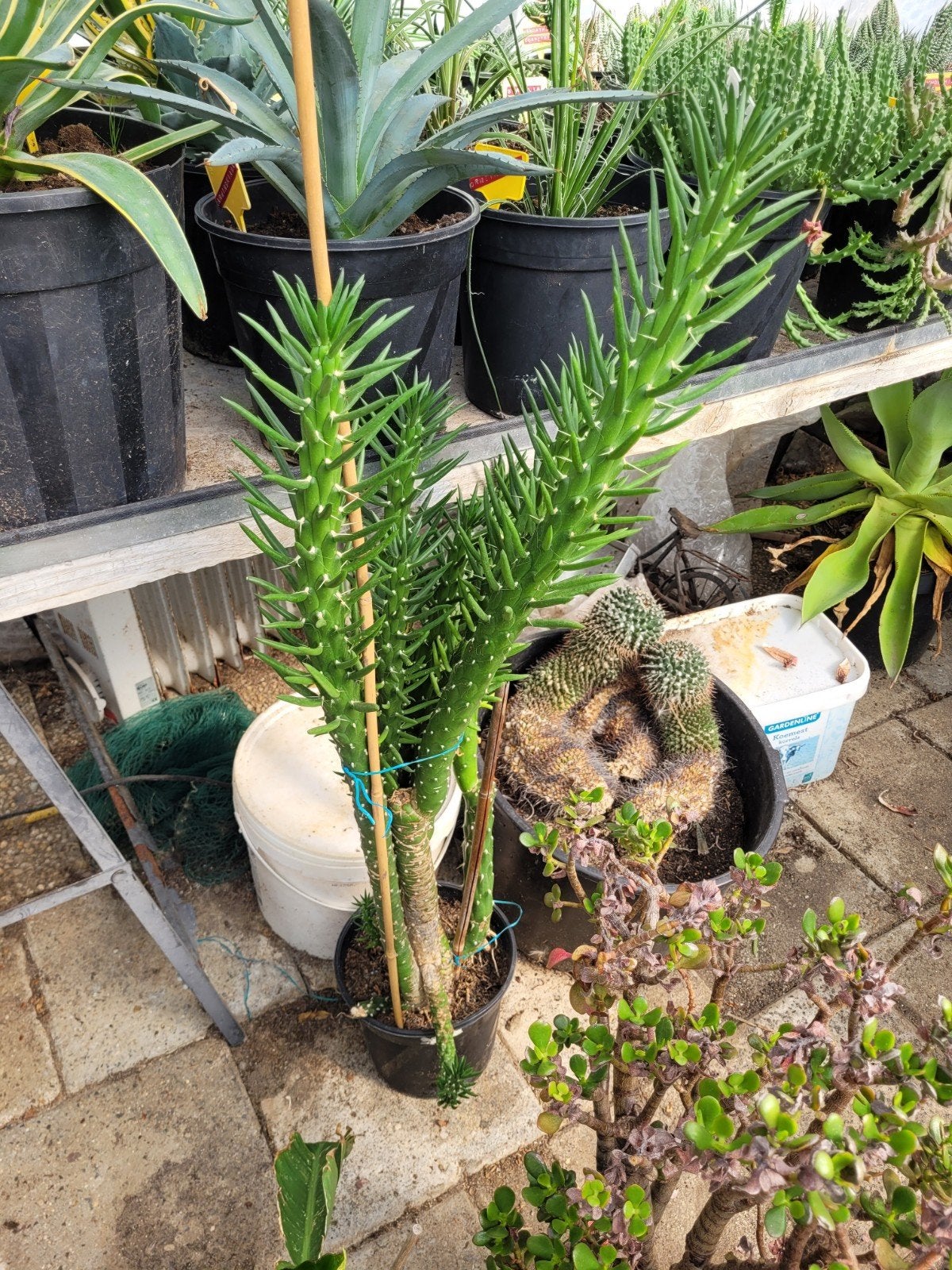 Eve's naaldcactus 1.10 m hoog, Volle zon, Vaste plant, Bloeit niet, Ophalen