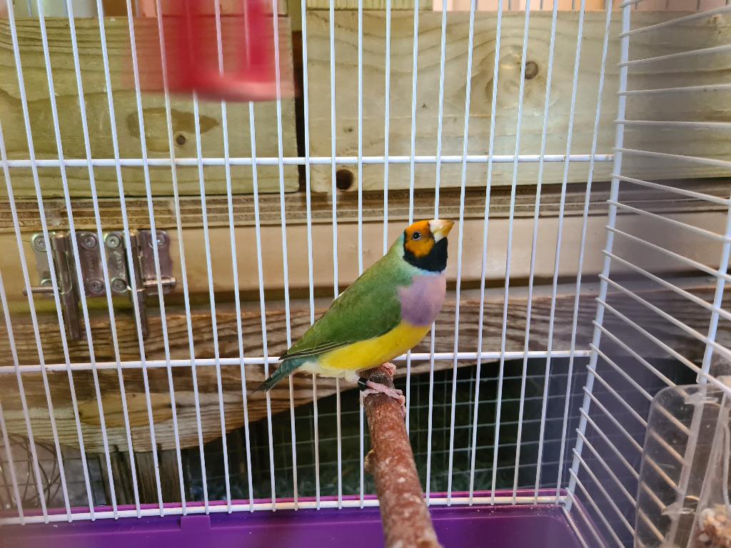 Gouldamadine koudkweek uit buiten volière, Dieren en Toebehoren, Meerdere dieren, Tropenvogel