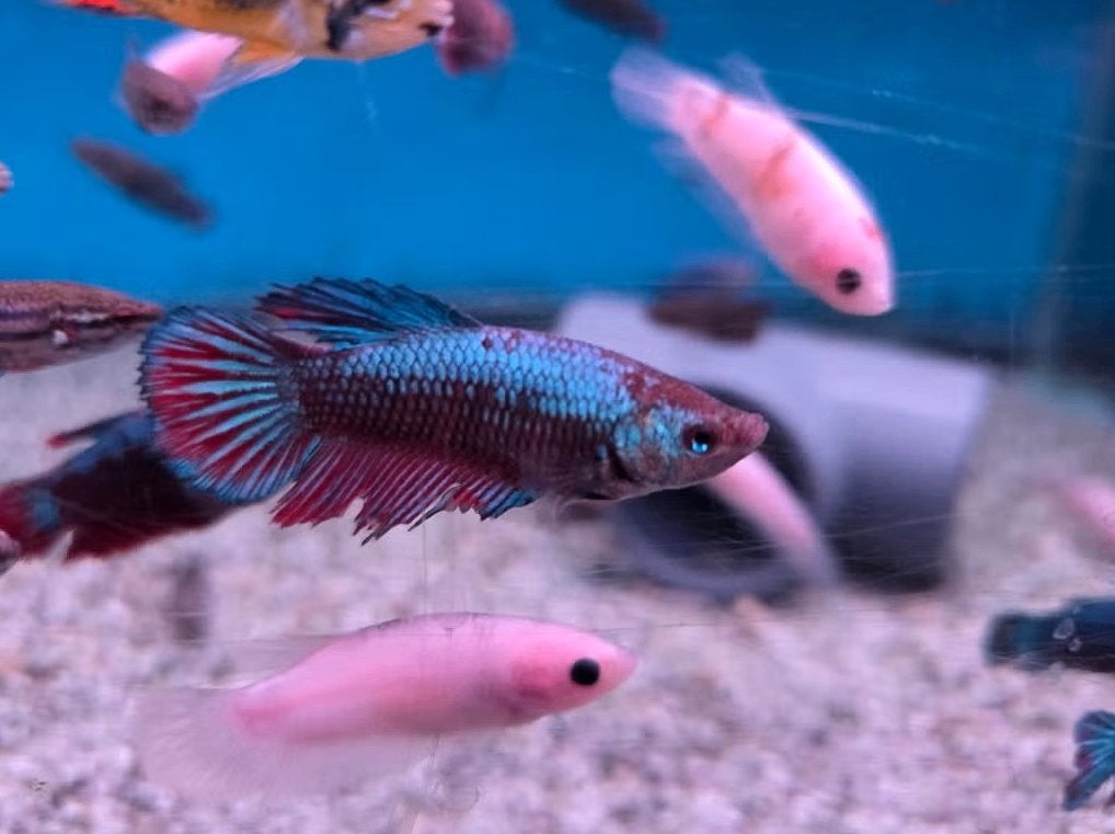 Betta Vrouw Mix – Siamese Kempvis Dames – Betta splendens, Vis, Zoetwatervis