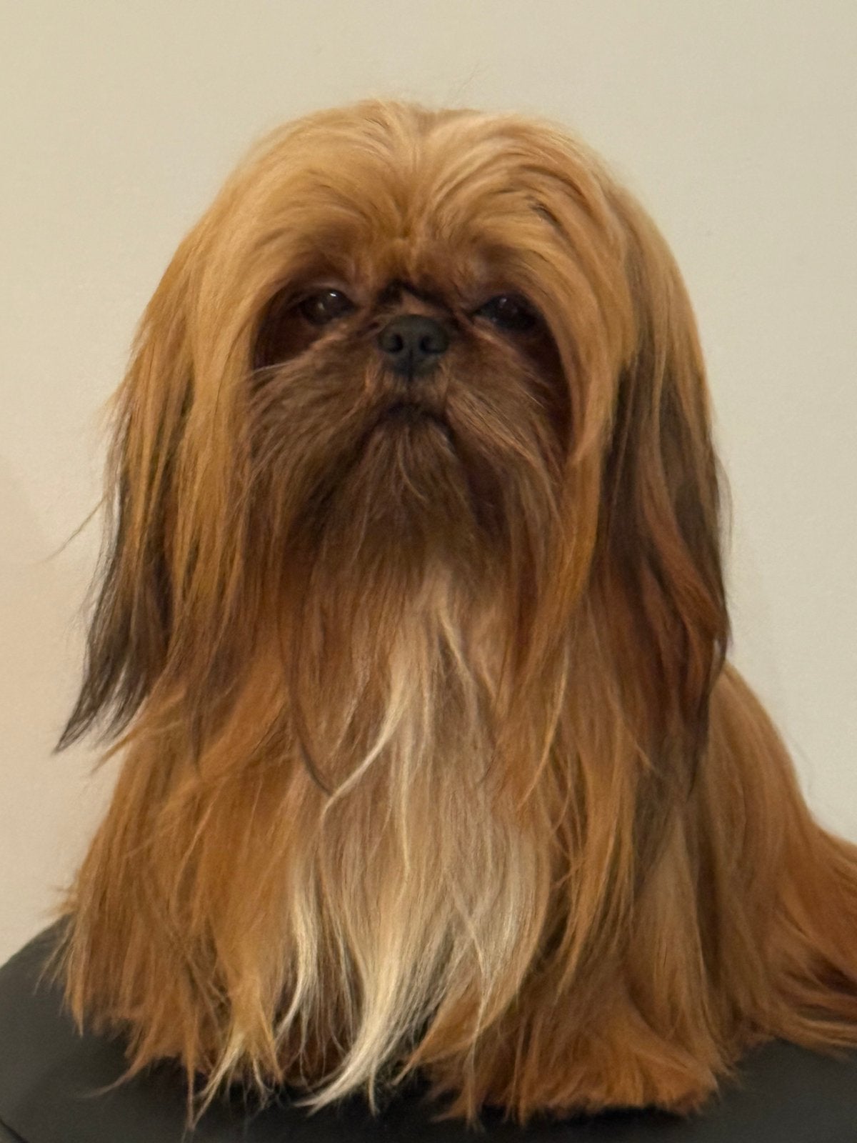 Shih Tzu pupjes, Parvo, België, Overige rassen, 8 tot 15 weken