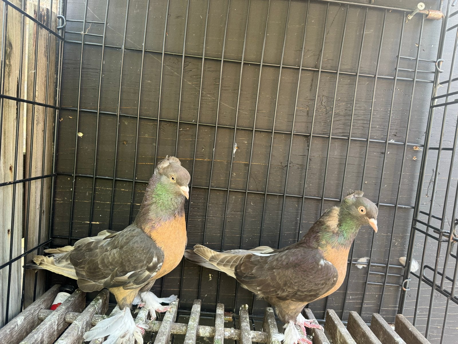 Takla’s, Dieren en Toebehoren