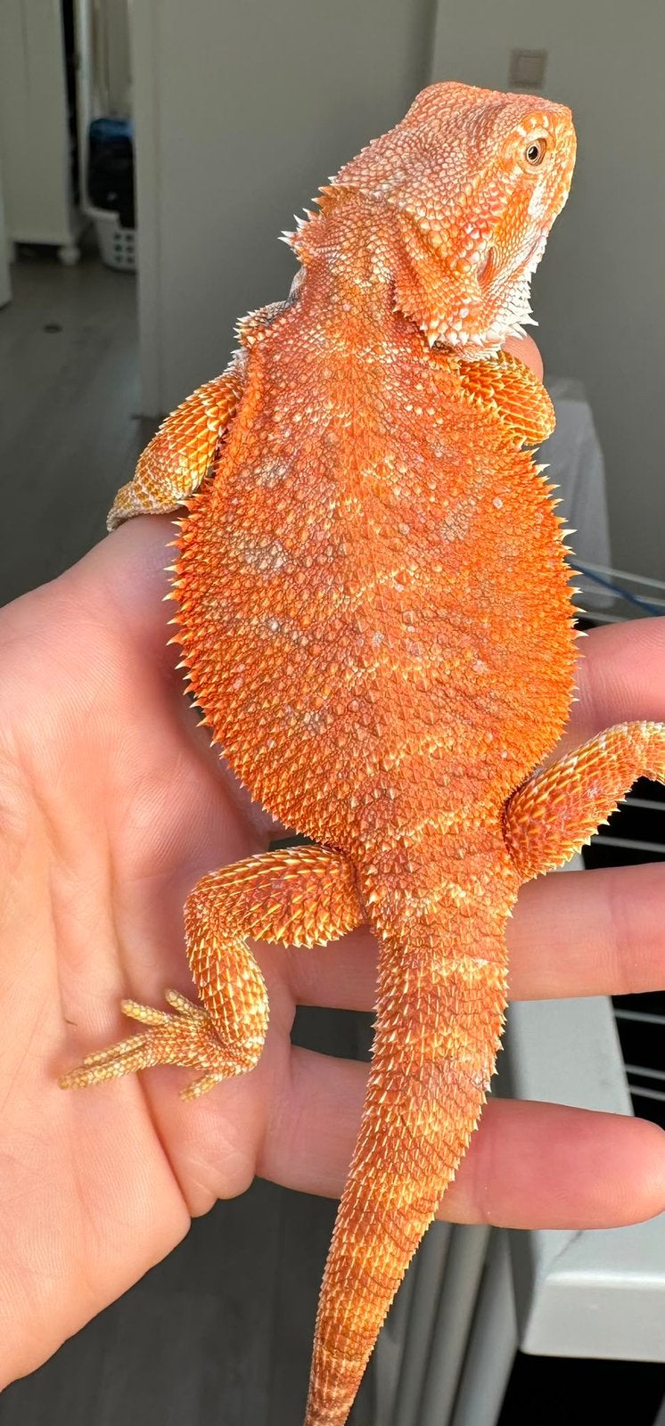 Mooi gekleurde baardagaam man, Dieren en Toebehoren, Hagedis, 0 tot 2 jaar