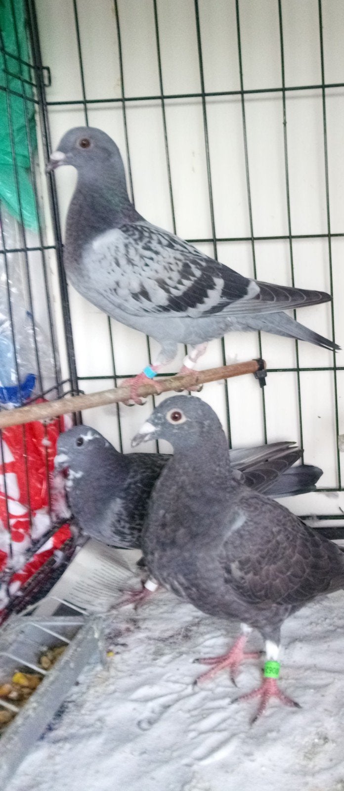 jonge postduiven, Meerdere dieren, Postduif