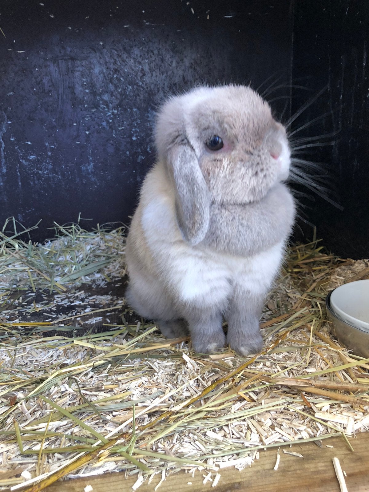 Lief diertje zoekt nieuw adres, Dieren en Toebehoren, Konijnen, Vrouwelijk