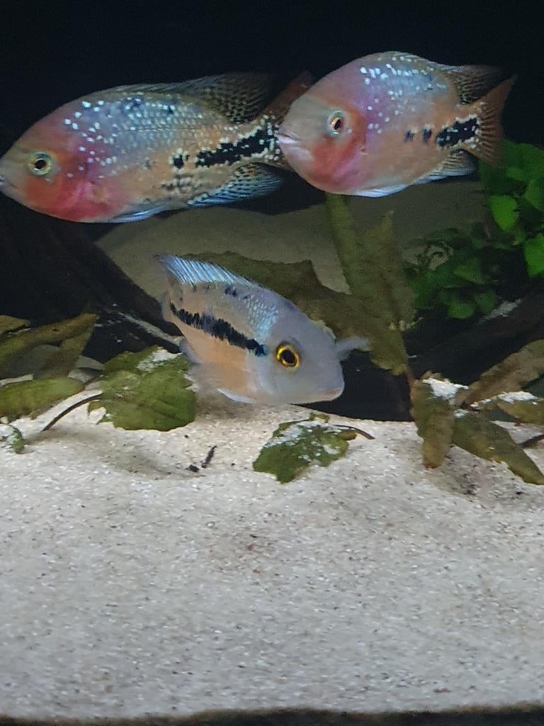 Vrouwtje hypsophrys nicaraguensis, Dieren en Toebehoren, Vissen | Aquariumvissen, Vis