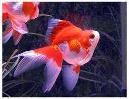 Ryukin goudvis - Koidream Valburg, Dieren en Toebehoren, Vissen | Aquariumvissen, Vis, Zoetwatervis