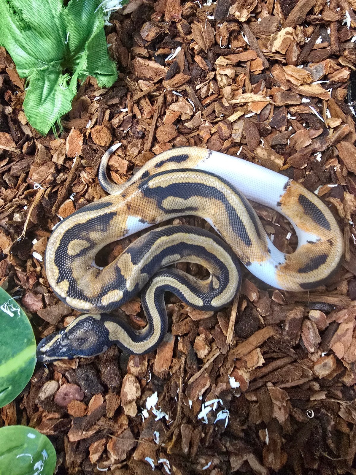 Koningspython (Python regius) – vele kleuren NK 2026 Ball Python photo 15