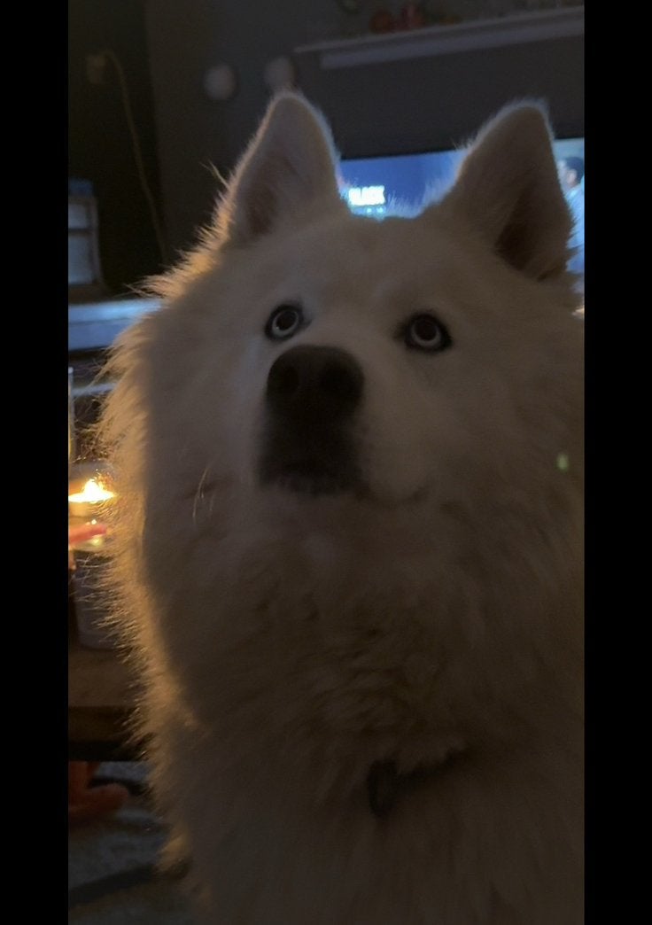 Prachtige Siberische Husky Reu Ter Dekking, Reu, 1 tot 2 jaar, Poolhond, Eén hond