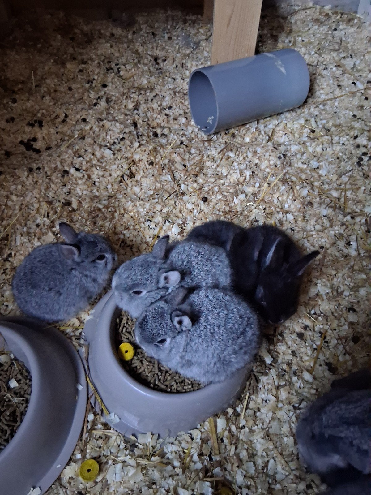 baby konijntjes, Dieren en Toebehoren, Augustus, Meerdere dieren, Overige typen, Tam