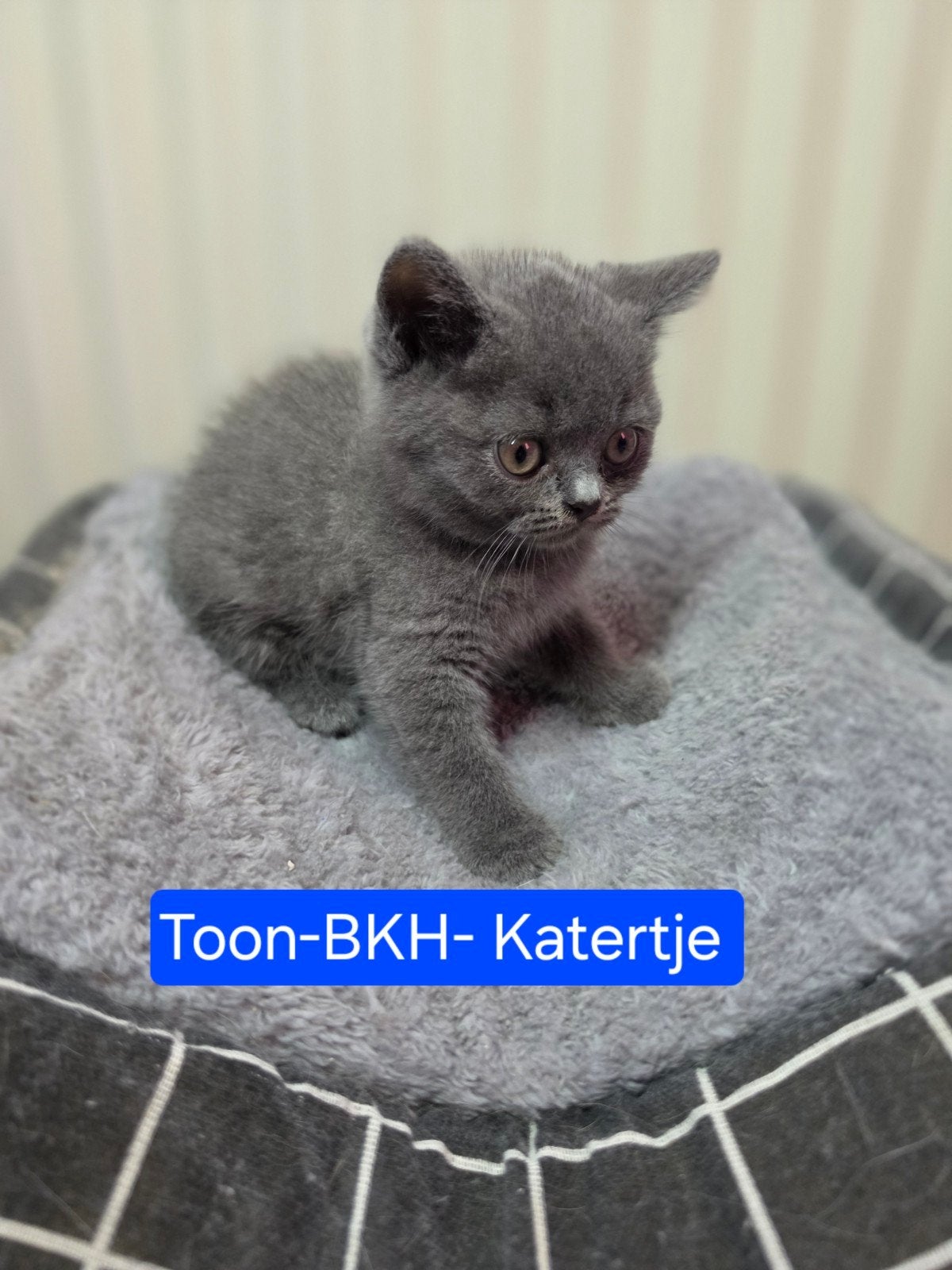 Britse Korthaar kittens (100 % Blauwe ), Kater, Ontwormd