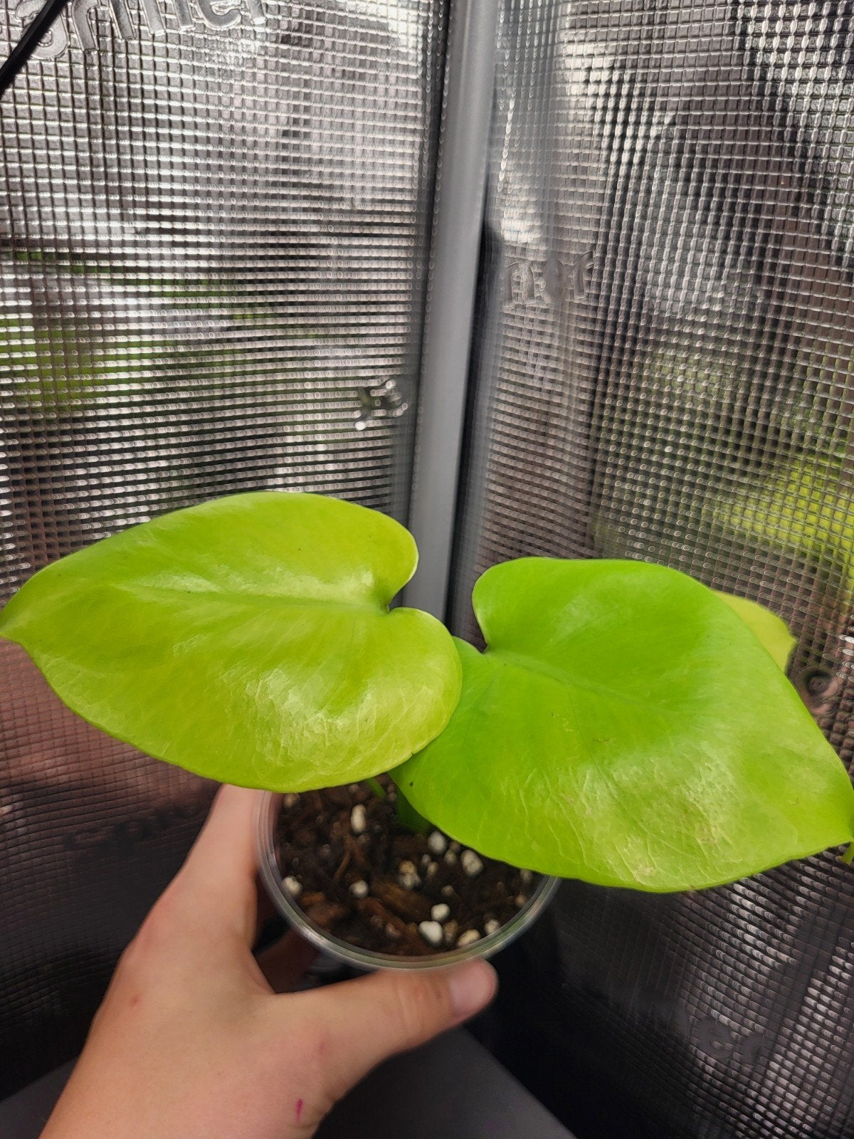 Monstera Banana, Huis en Inrichting, Kamerplanten, Overige soorten, In pot, Minder dan 100 cm, Bloeiende kamerplant