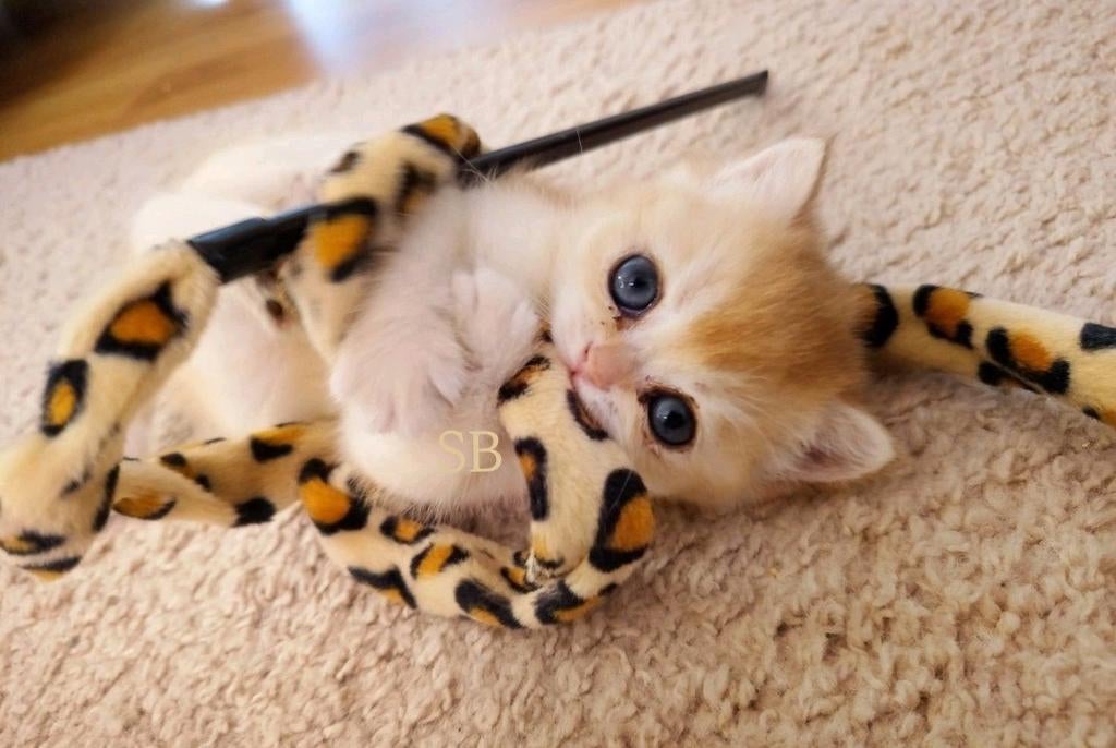 🌷Lente Kittens **Reservering**., Dieren en Toebehoren, Katten en Kittens | Raskatten | Korthaar, Geslacht onbekend, Ingeënt