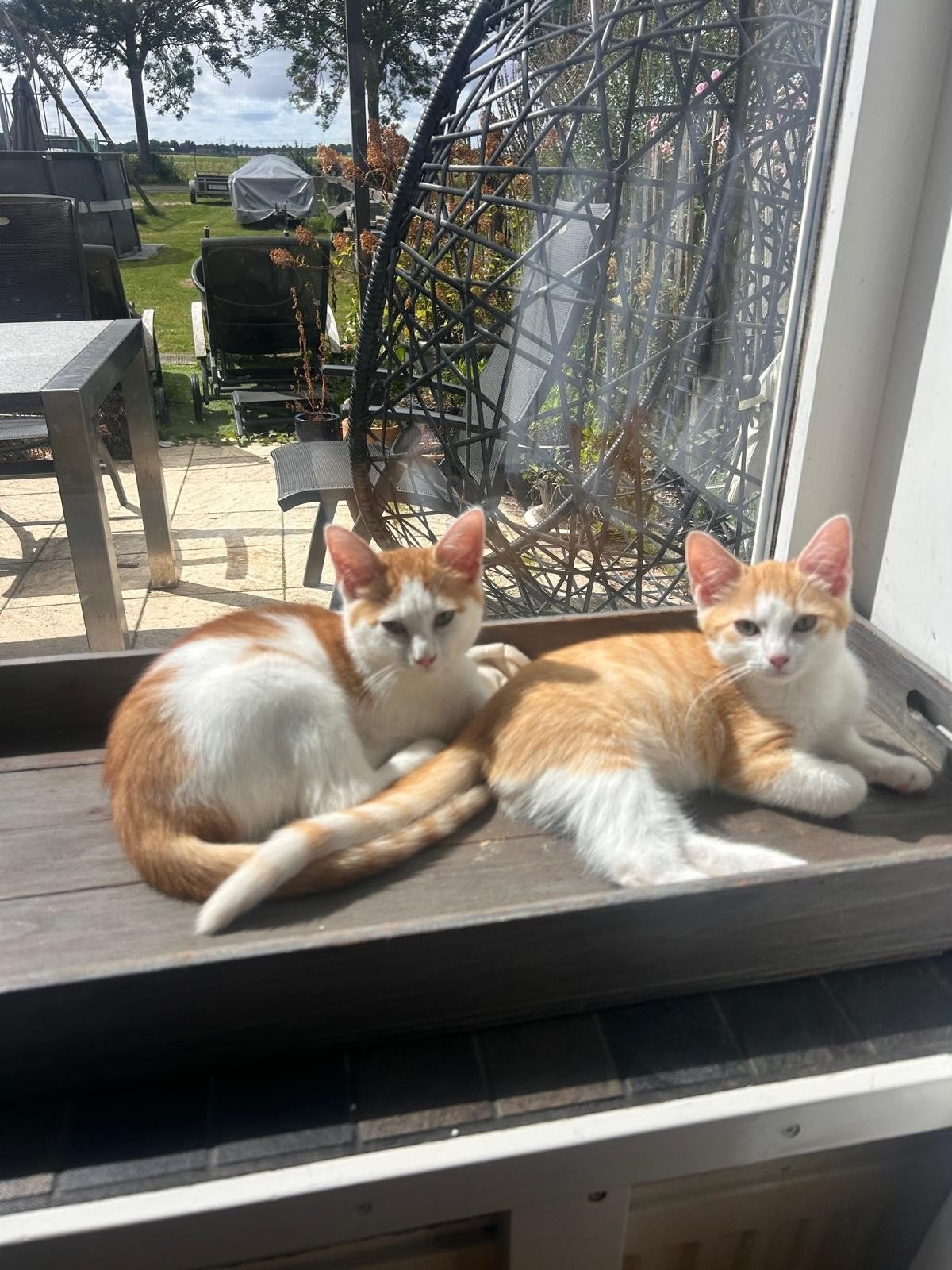 Kruising Siberische kittens, nog 2 katertjes beschikbaar, Meerdere dieren, Ontwormd, 0 tot 2 jaar
