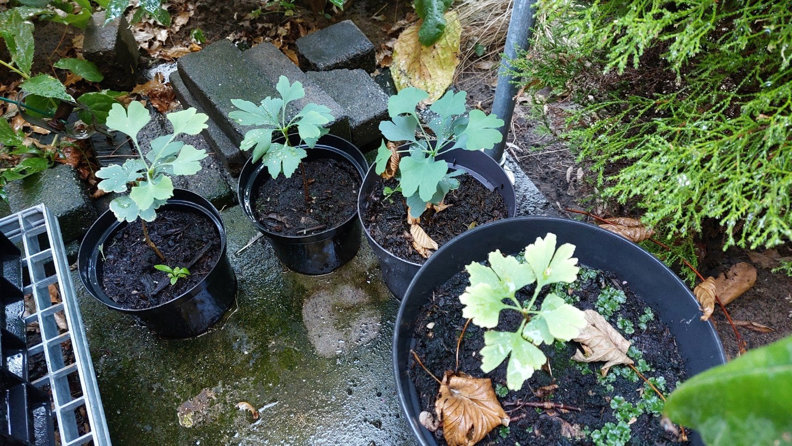 boom Ginkgo, Tuin en Terras, Planten | Bomen, Bloeit niet, Overige soorten, Minder dan 100 cm, Ophalen