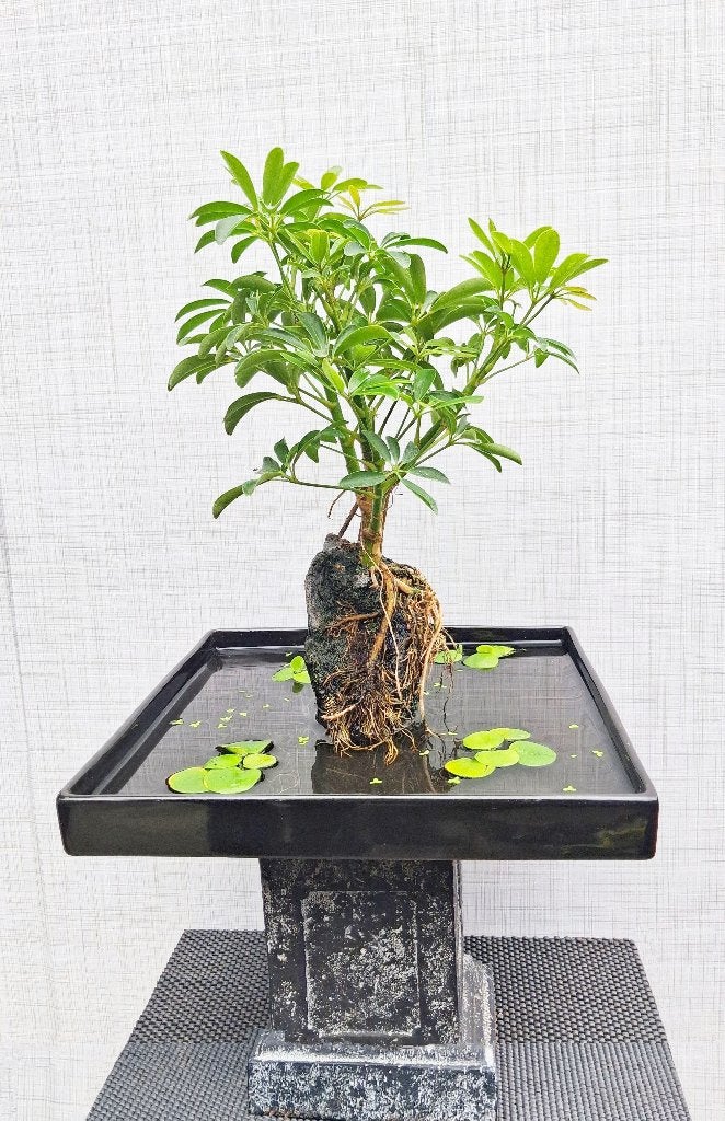 Bonsai Schefflera- Vingerplant Op steen In ‘Vijver’+Waterpl., Bloeit niet, Halfschaduw, Overige soorten, Minder dan 100 cm