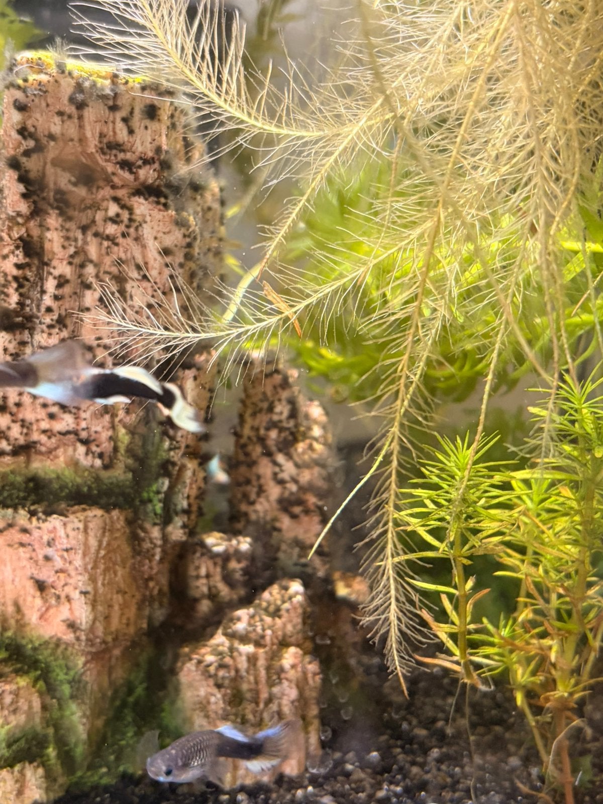 White dorsal guppen, Vis