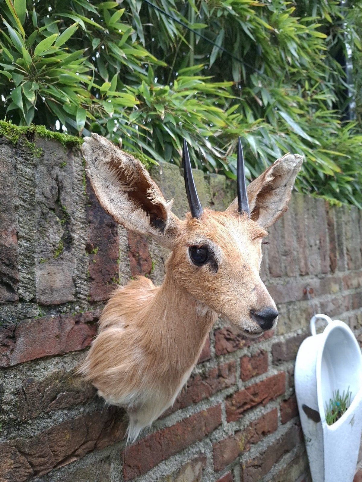 Opgezette kop steenbokje taxidermy schedel afrika gewei hert, Verzamelen, Dierenverzamelingen, Ophalen, Wild dier, Opgezet dier
