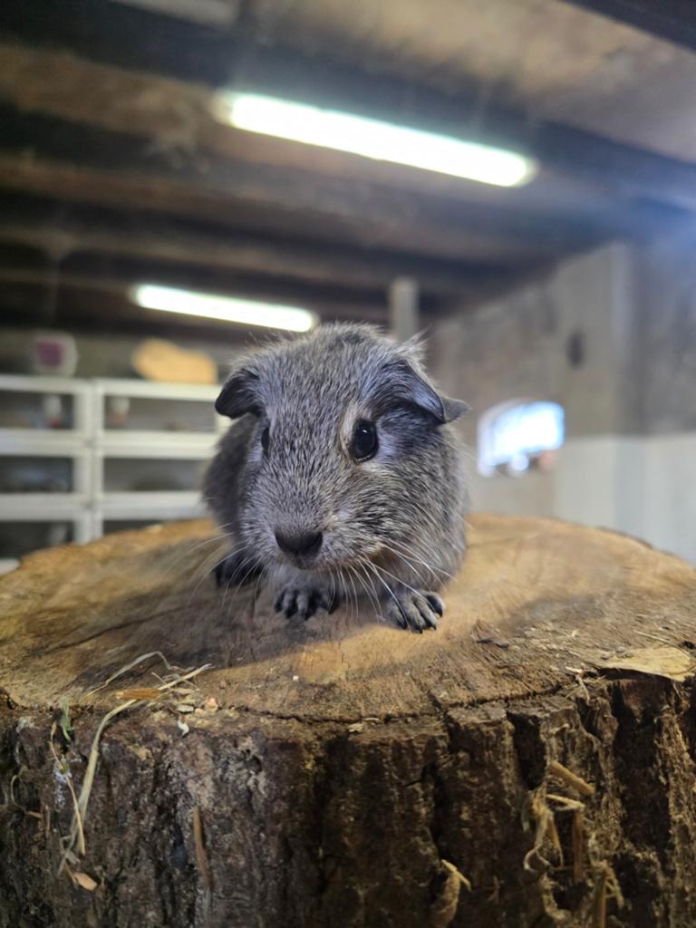 Twee schattige baby beertjes, Cavia, April, Mannelijk, Tam