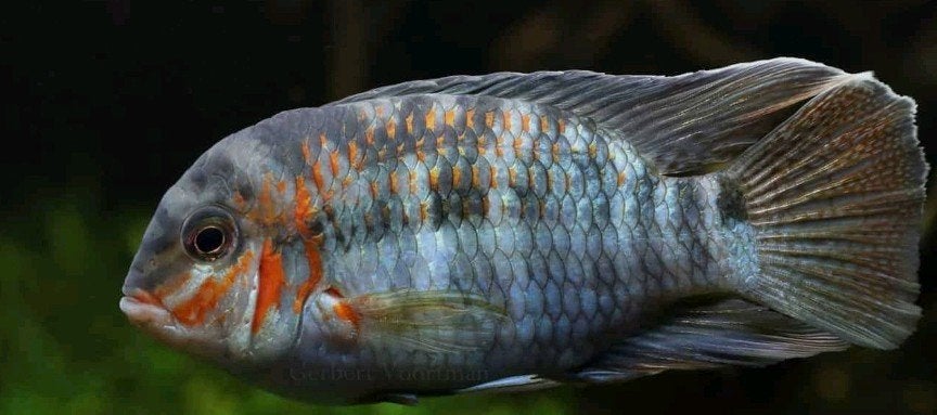 Krobia xinguensis – koppel, Vis