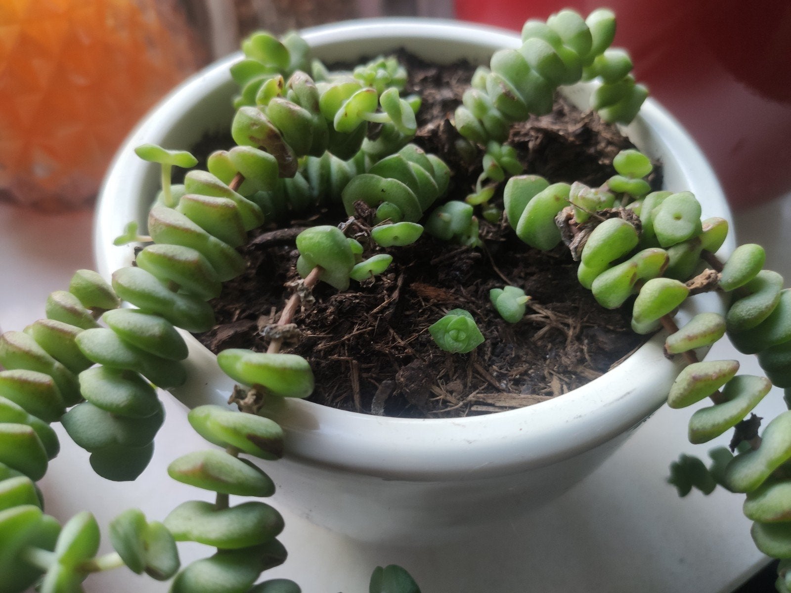 Crassula marnieriana vetplant – hangende succulent, Ophalen of Verzenden, In pot, Minder dan 100 cm, Volle zon