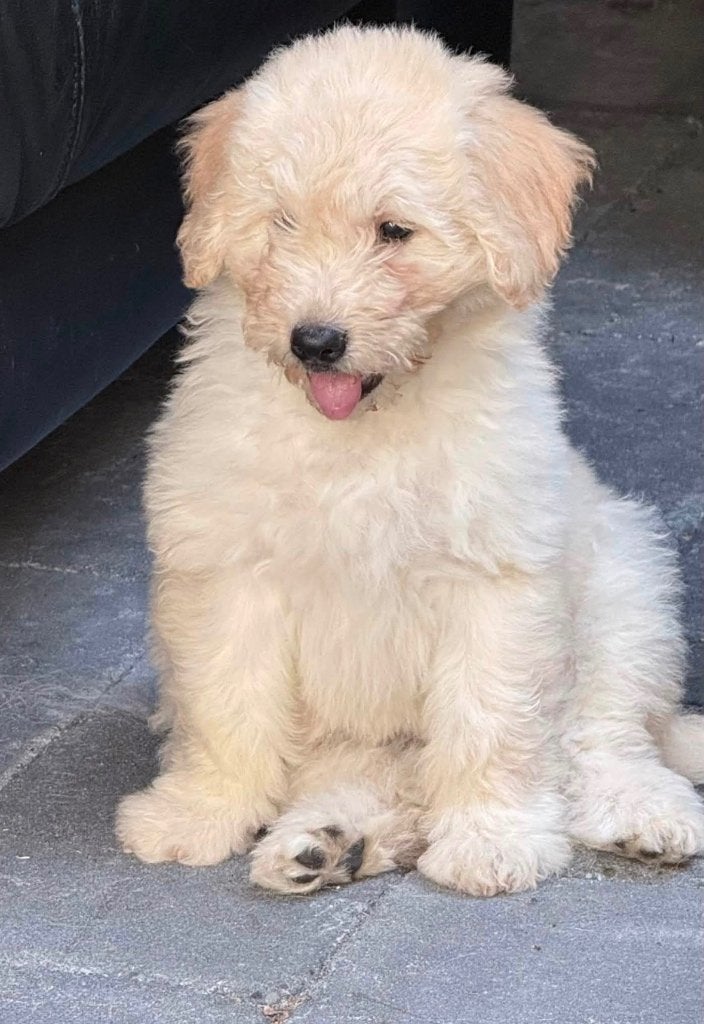 Labradoodle pups, Parvo, Overige rassen, 8 tot 15 weken, Meerdere